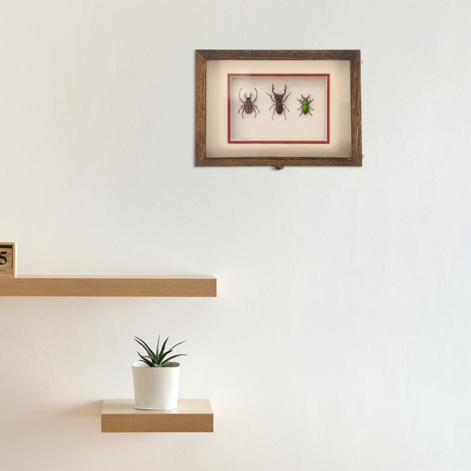 1Set Retro Wood Insect Display - đánh giá và giá Frame Display Wood