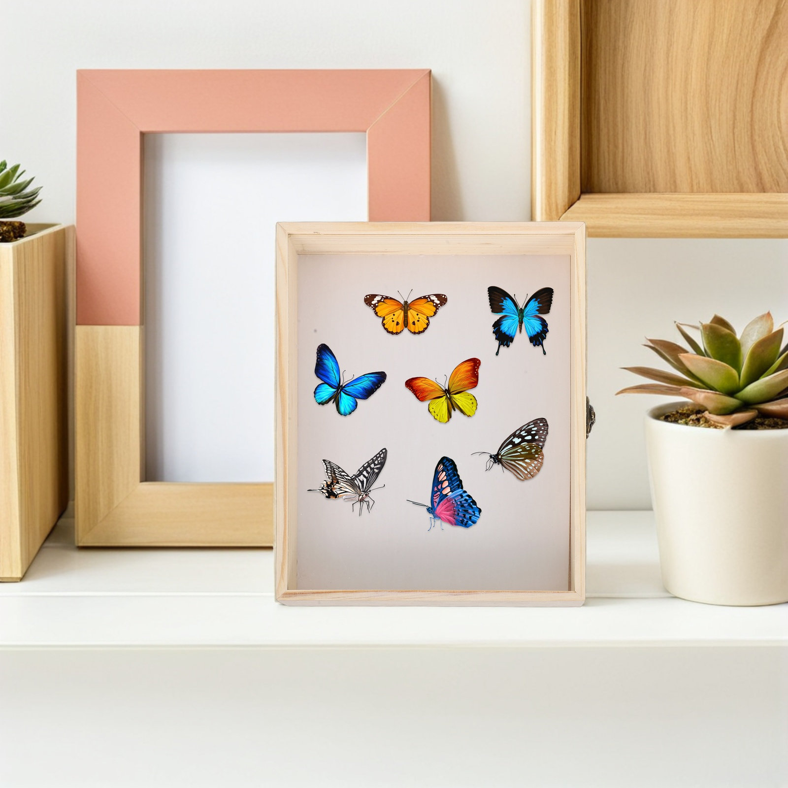 Solid Wood Insect Specimen Dis - đánh giá và giá Frame Display Wood