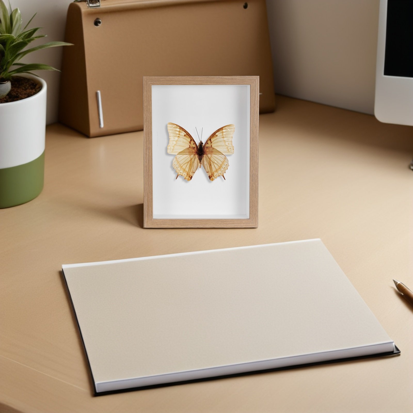 Wooden Framed Bug Display Case - đánh giá và giá Frame Display Wood