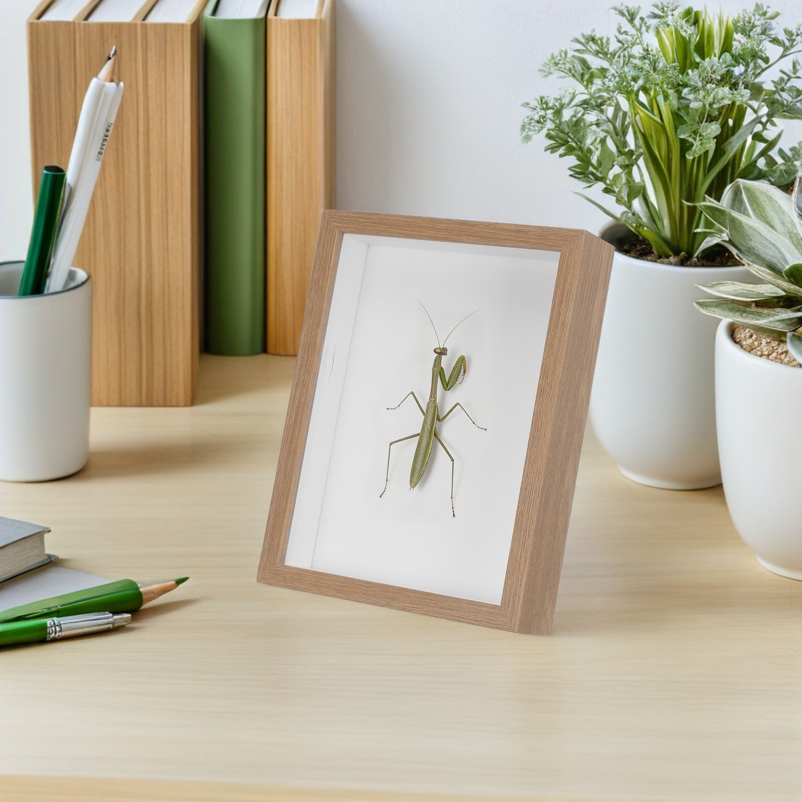 Wooden Framed Bug Display Case - đánh giá và giá Frame Display Wood